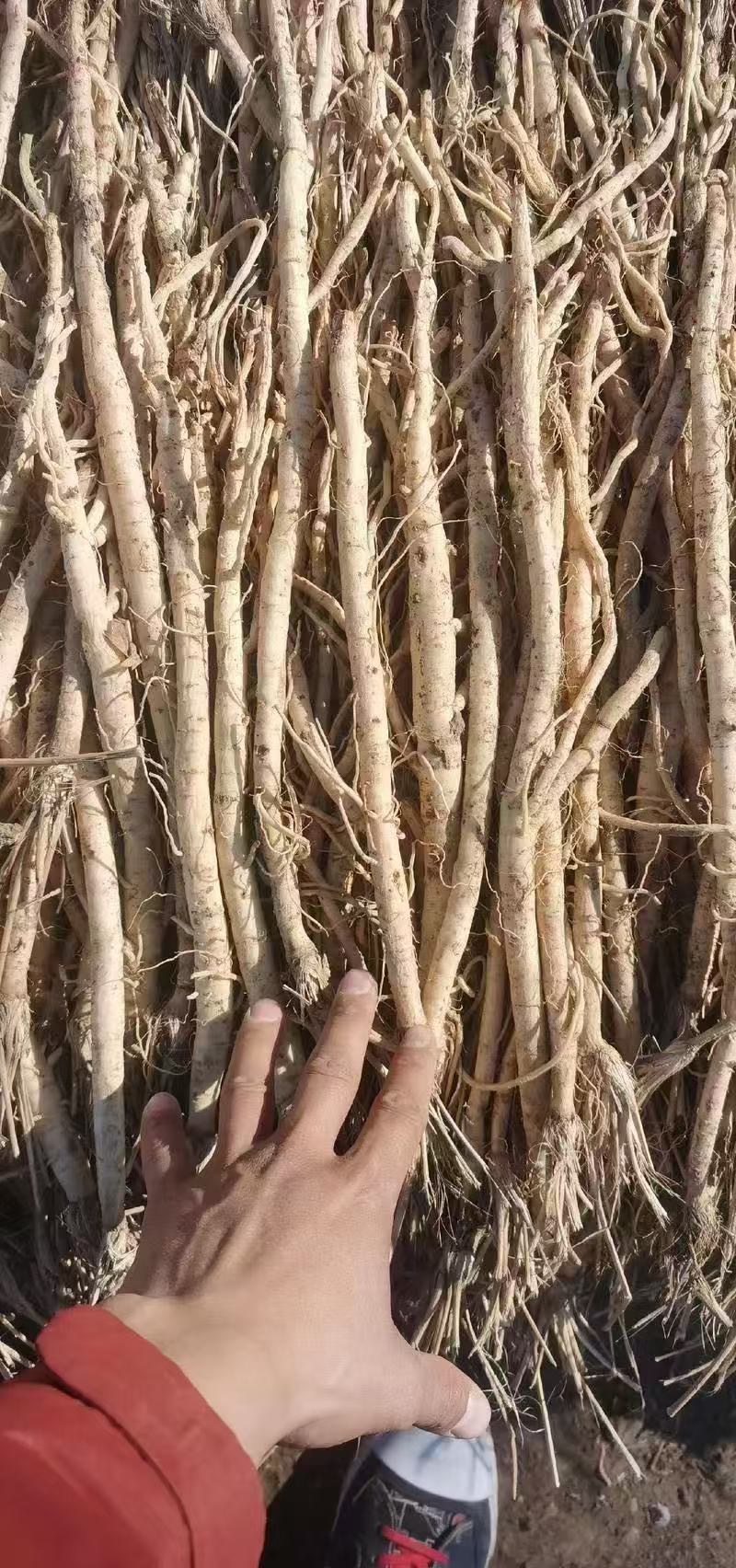 防风种子关防风籽包发芽率提供技术回收产品