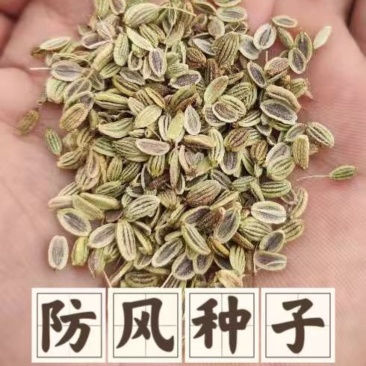 防风种子纯新采收发芽率高种植简单好管理技术指导