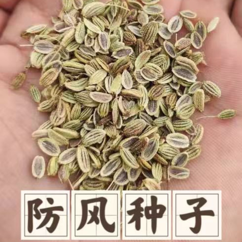 防风种子纯新采收发芽率高种植简单好管理技术指导