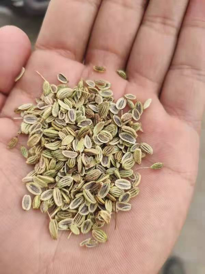 防风种子纯新采收发芽率高种植简单好管理技术指导