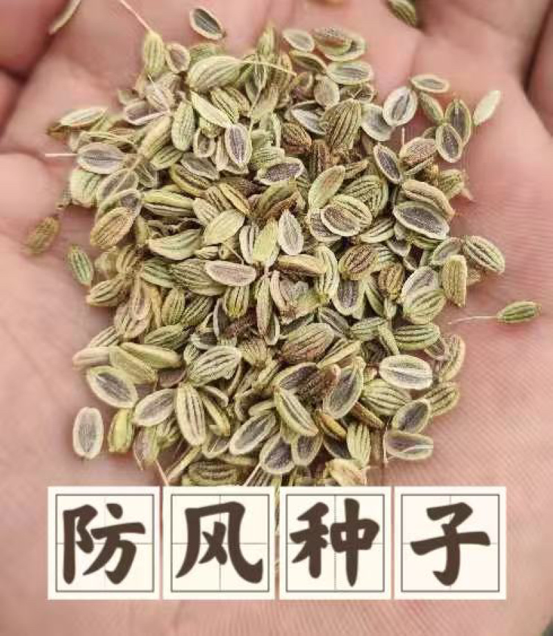 防风种子纯新采收发芽率高种植简单好管理技术指导