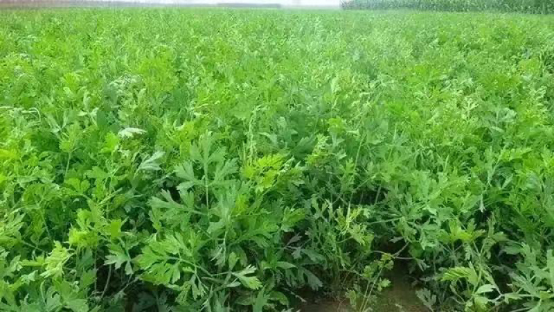 防风种子纯新采收发芽率高种植简单好管理技术指导