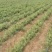 防风种子纯新采收发芽率高种植简单好管理技术指导