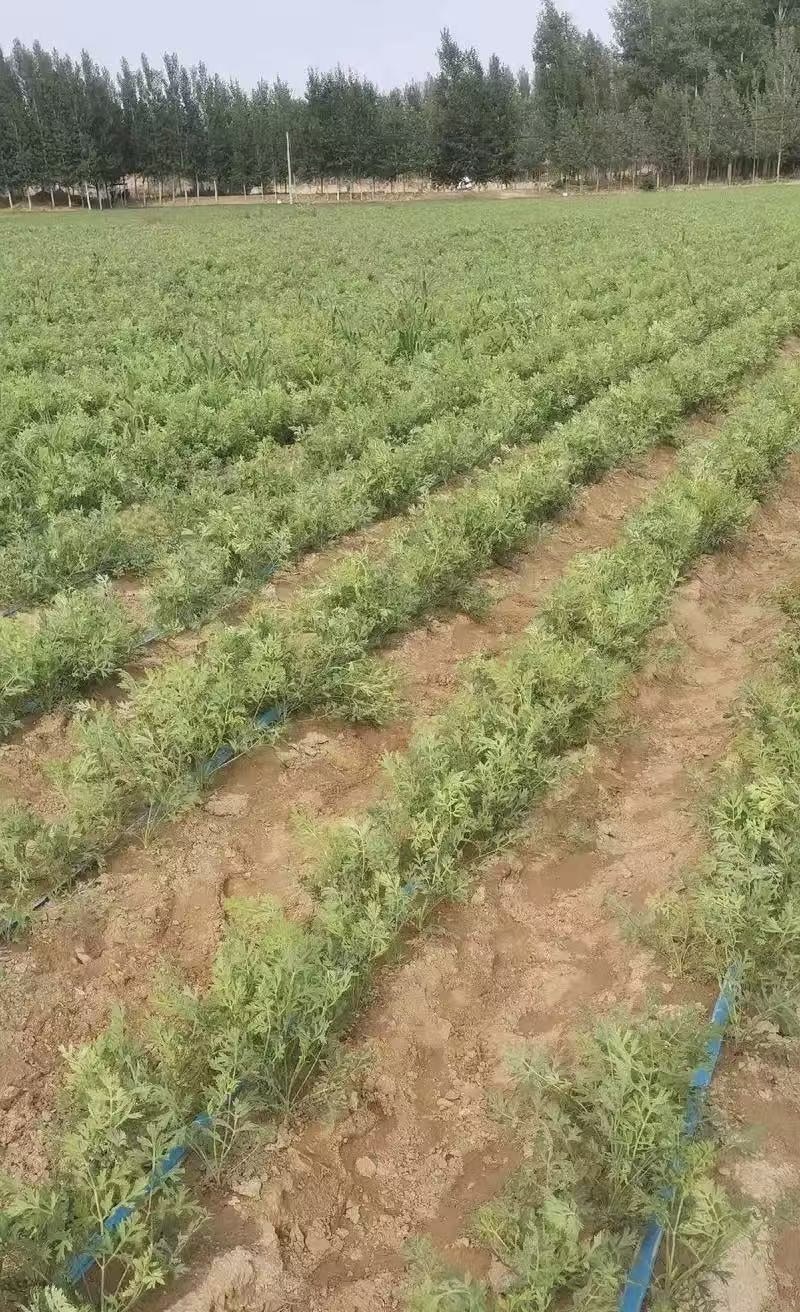 防风种子纯新采收发芽率高种植简单好管理技术指导