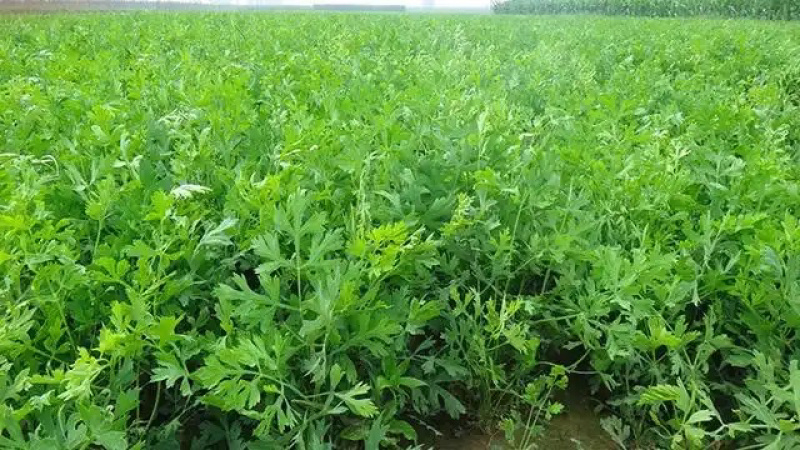 防风种子纯新采收发芽率高种植简单好管理技术指导