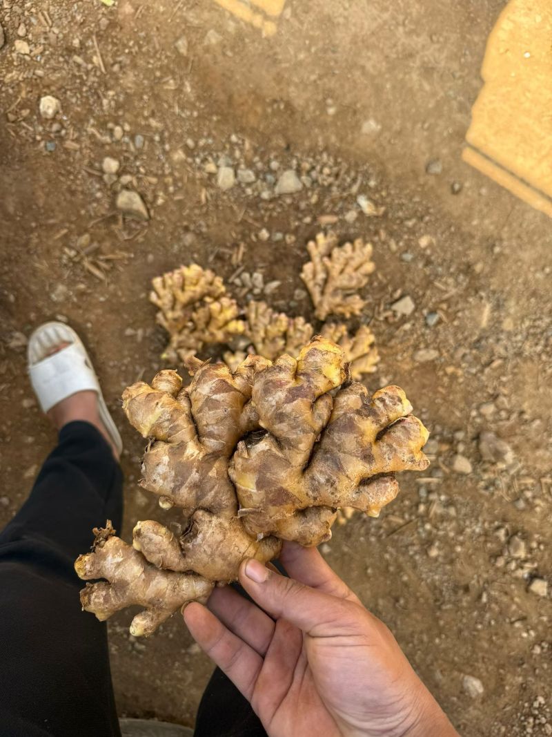 云南小黄姜