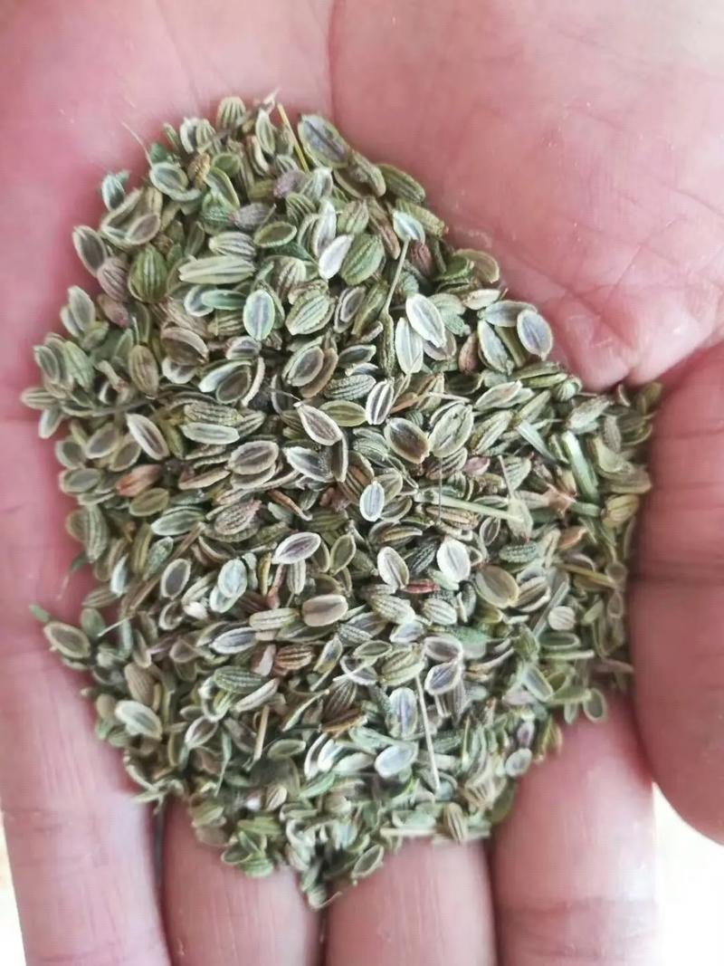 防风种子优质防风籽包发芽饱满度好免费技术指导