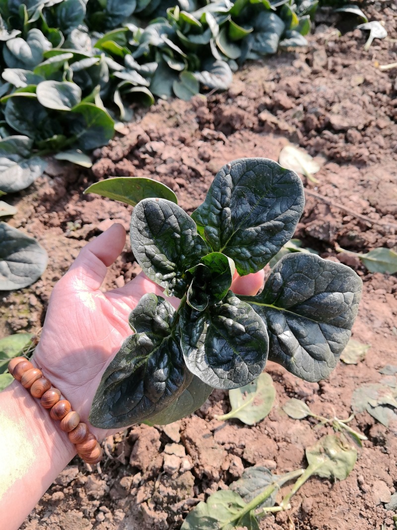 河南趴地菠菜