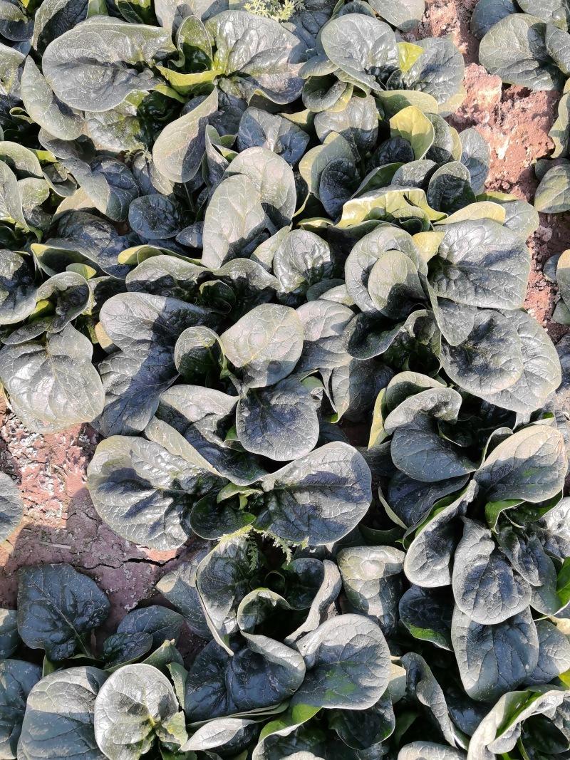 河南趴地菠菜