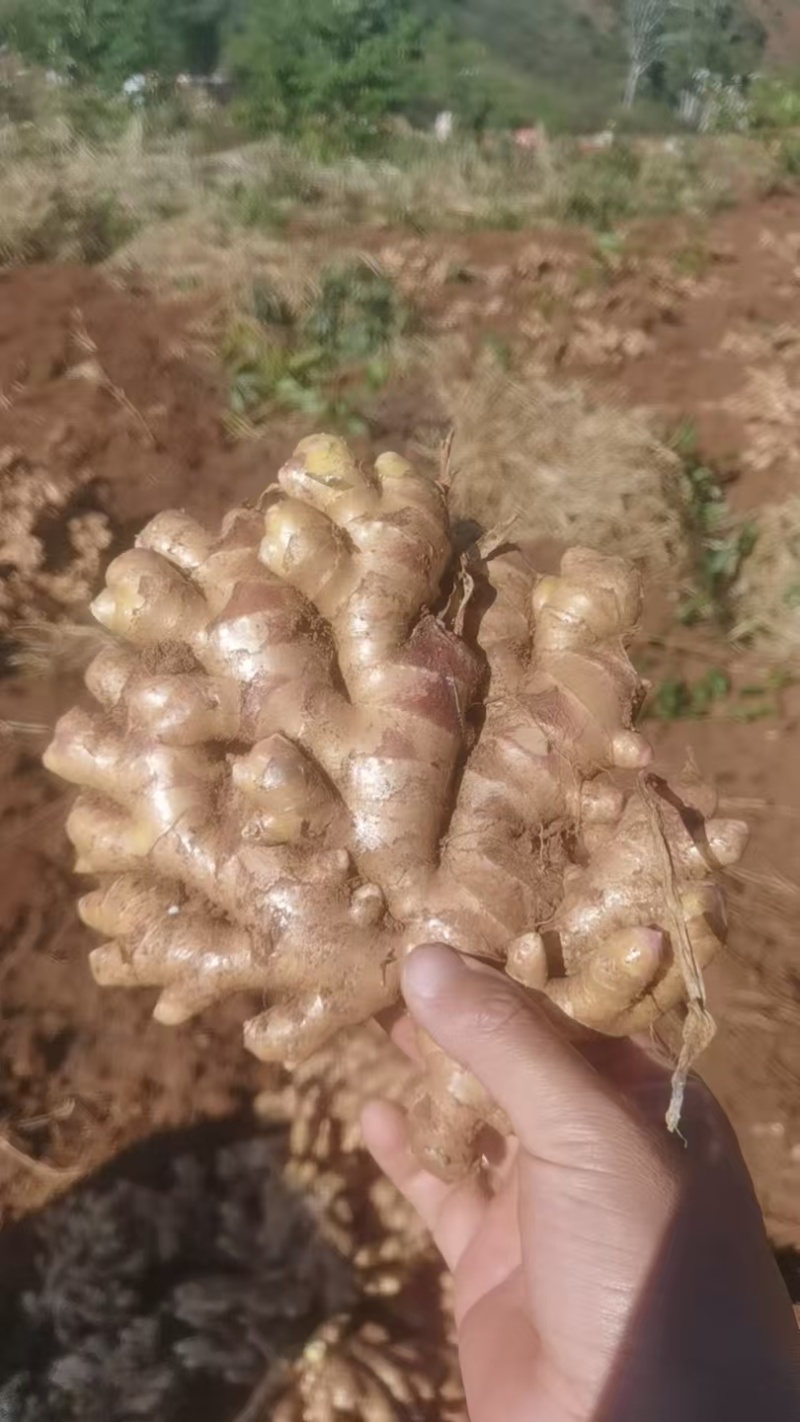 云南小黄姜