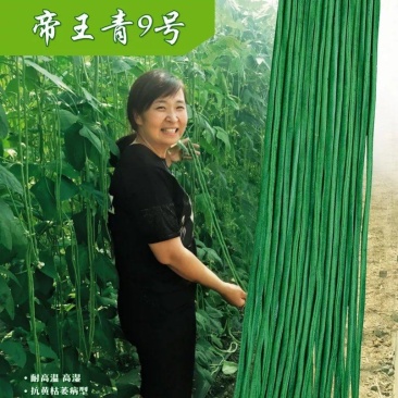 杜绝假货豇豆种子籽长豆角种子豆角种子菜籽蔬菜种子架豆种子