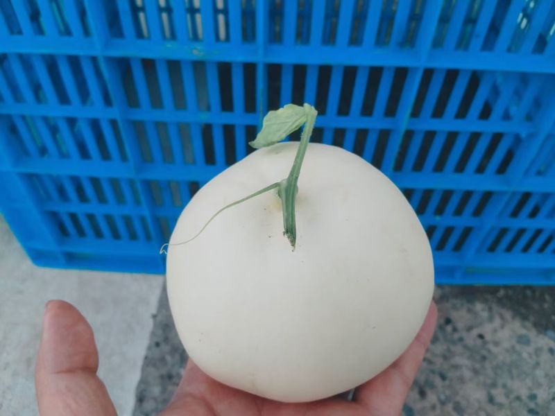 灵昆甜瓜