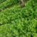 河北衡水饶阳生菜正在卖