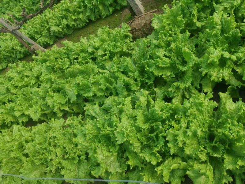 河北衡水饶阳生菜正在卖