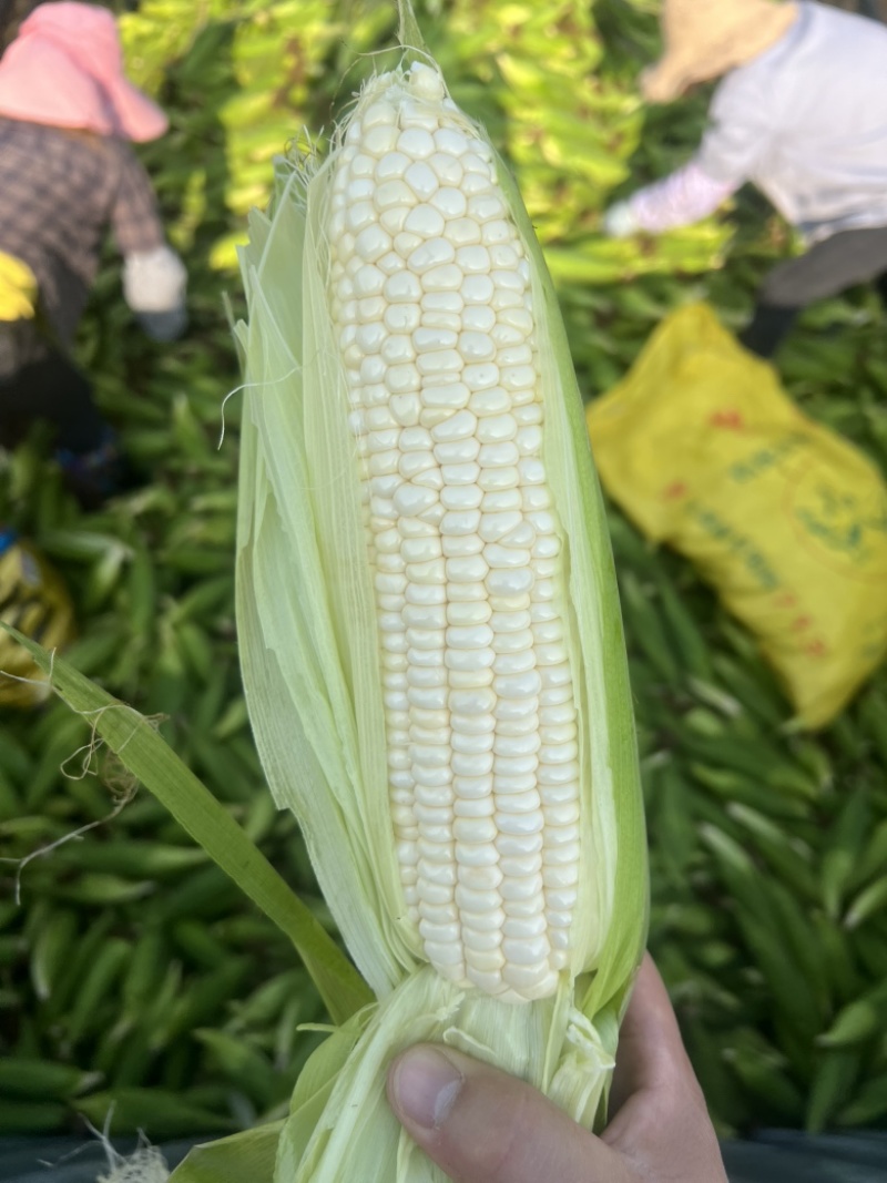 鲜玉米美玉27加甜，玉米界**吃之一的玉米