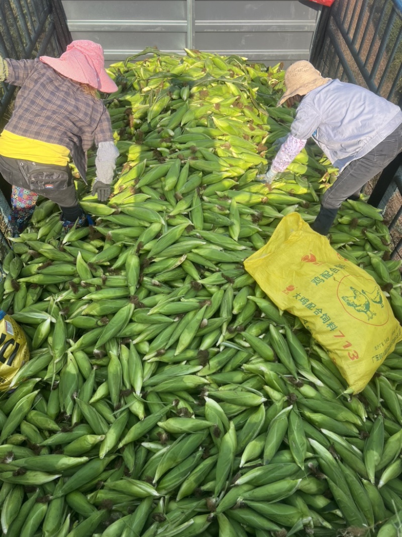 鲜玉米美玉27加甜，玉米界**吃之一的玉米