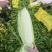 鲜玉米美玉27加甜，玉米界**吃之一的玉米