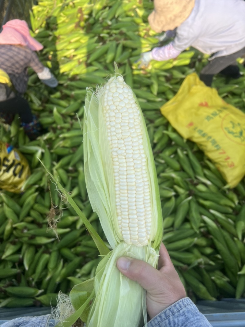 鲜玉米美玉27加甜，玉米界**吃之一的玉米