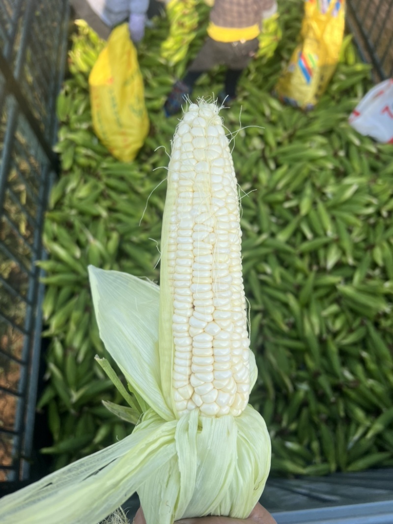 鲜玉米美玉27加甜，玉米界**吃之一的玉米