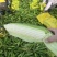 鲜玉米美玉27加甜，玉米界**吃之一的玉米