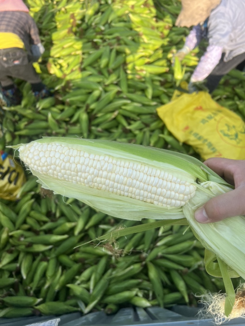 鲜玉米美玉27加甜，玉米界**吃之一的玉米