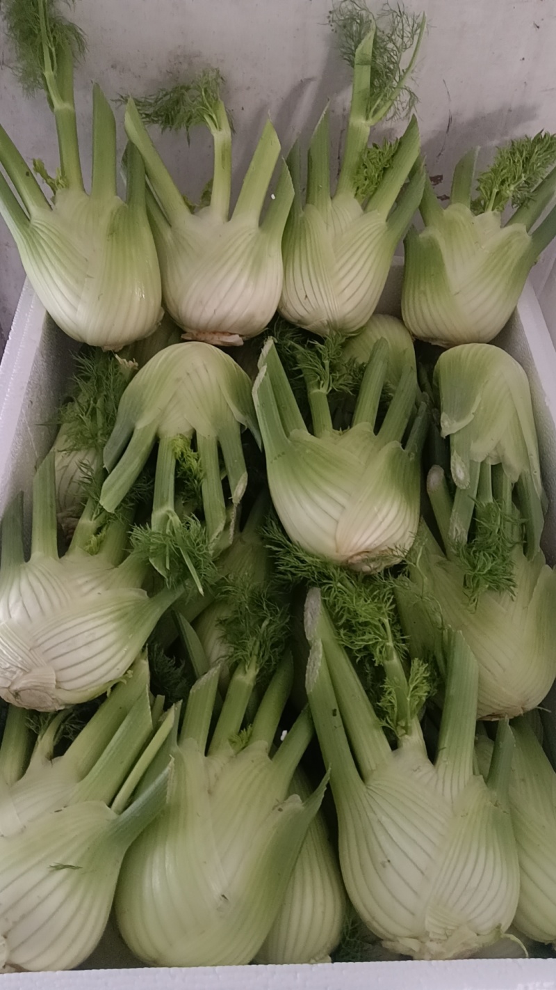 茴香球