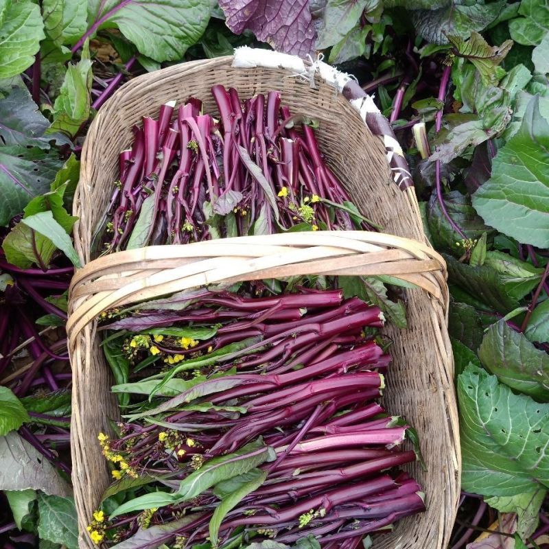 红菜苔湖北农家自种红菜薹量大质优货源稳定