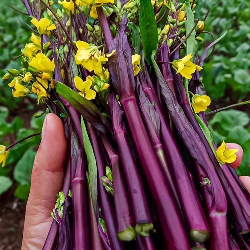 红菜苔湖北农家自种红菜薹量大质优货源稳定