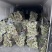 红菜苔湖北农家自种红菜薹量大质优货源稳定
