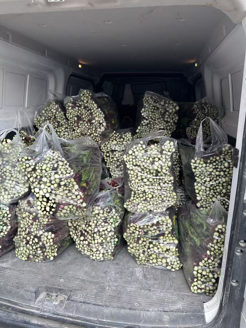 红菜苔湖北农家自种红菜薹量大质优货源稳定