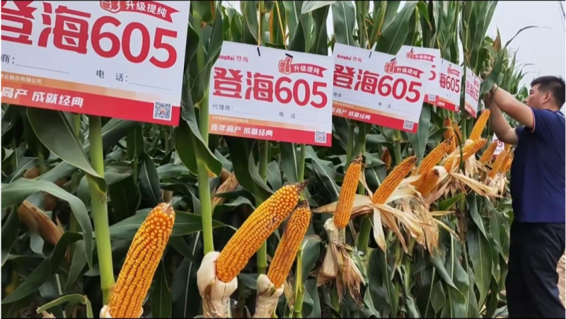 登海605玉米种子国审红轴大棒子轴细粒深抗病抗倒产量高