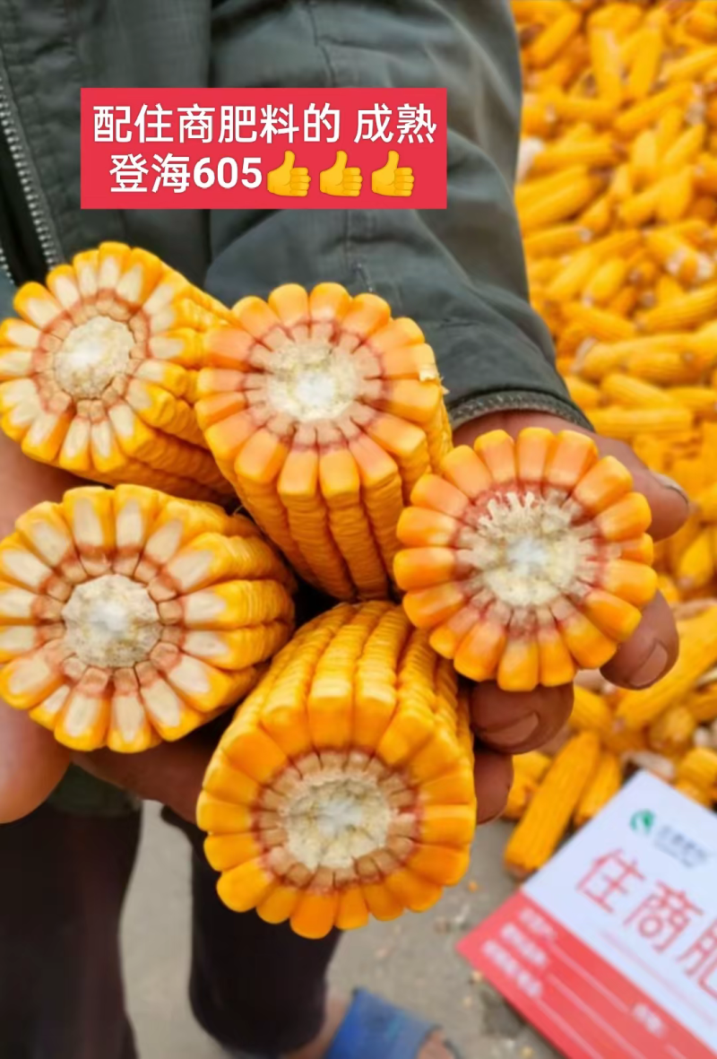 登海605玉米种子国审红轴大棒子轴细粒深抗病抗倒产量高
