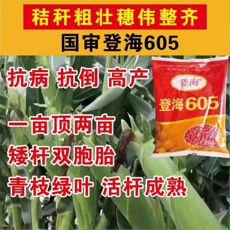 登海605玉米种子国审红轴大棒子轴细粒深抗病抗倒产量高