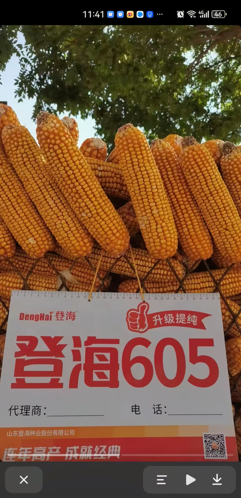 登海605玉米种子国审红轴大棒子轴细粒深抗病抗倒产量高