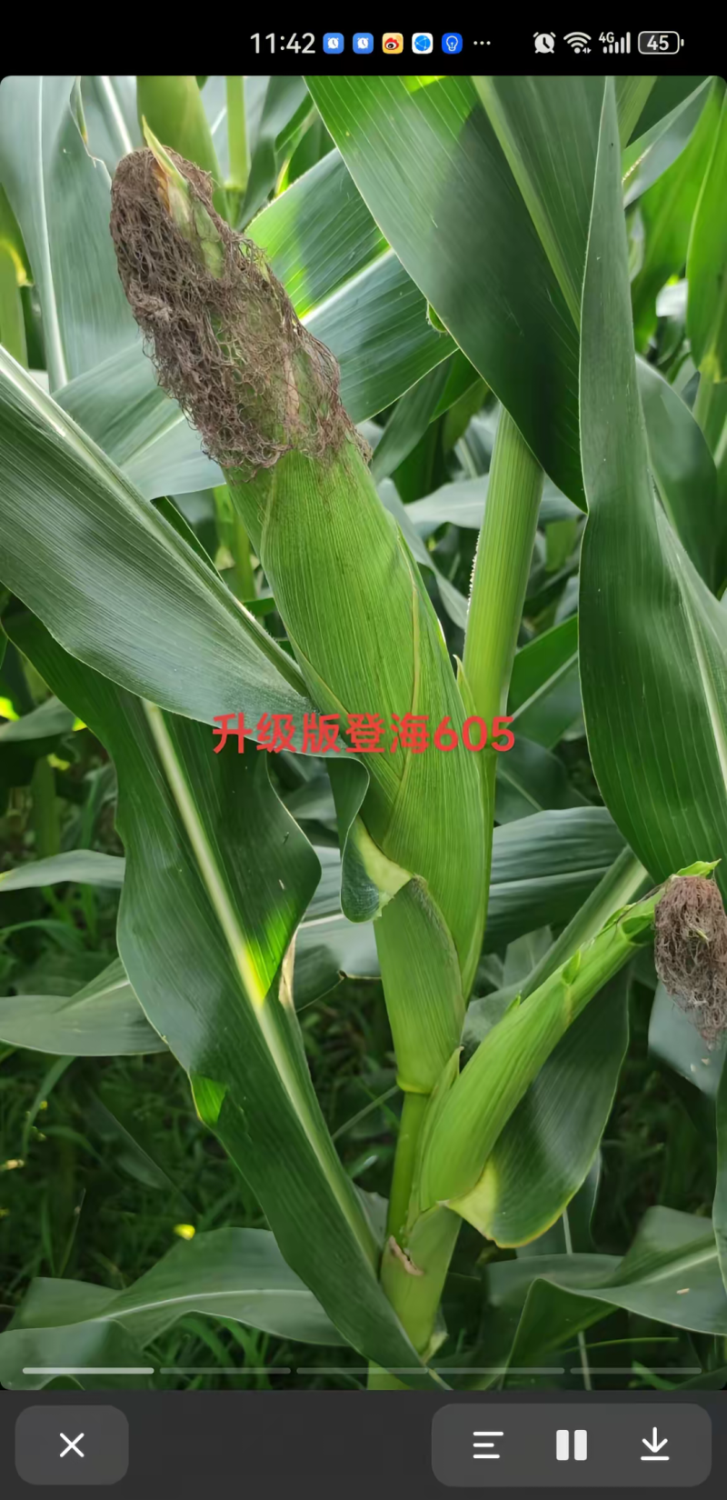 登海605玉米种子国审红轴大棒子轴细粒深抗病抗倒产量高