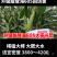 登海605玉米种子国审红轴大棒子轴细粒深抗病抗倒产量高