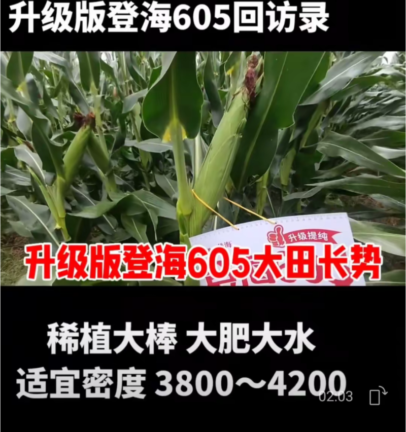 登海605玉米种子国审红轴大棒子轴细粒深抗病抗倒产量高