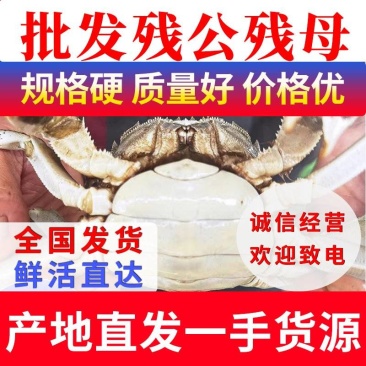江苏大闸蟹现货春节正常供应，鲜活批发残公蟹残母蟹