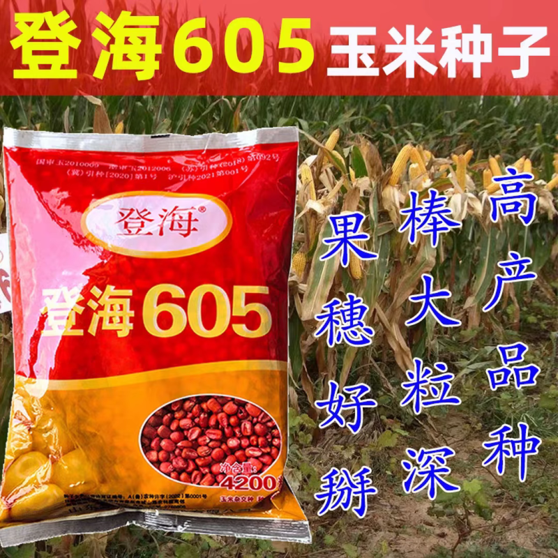 登海605玉米种子国审红轴大棒子轴细粒深抗病抗倒产量高
