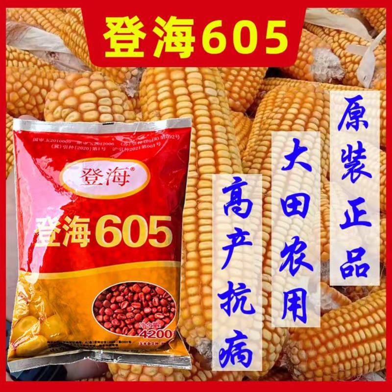 登海605玉米种子国审红轴大棒子轴细粒深抗病抗倒产量高