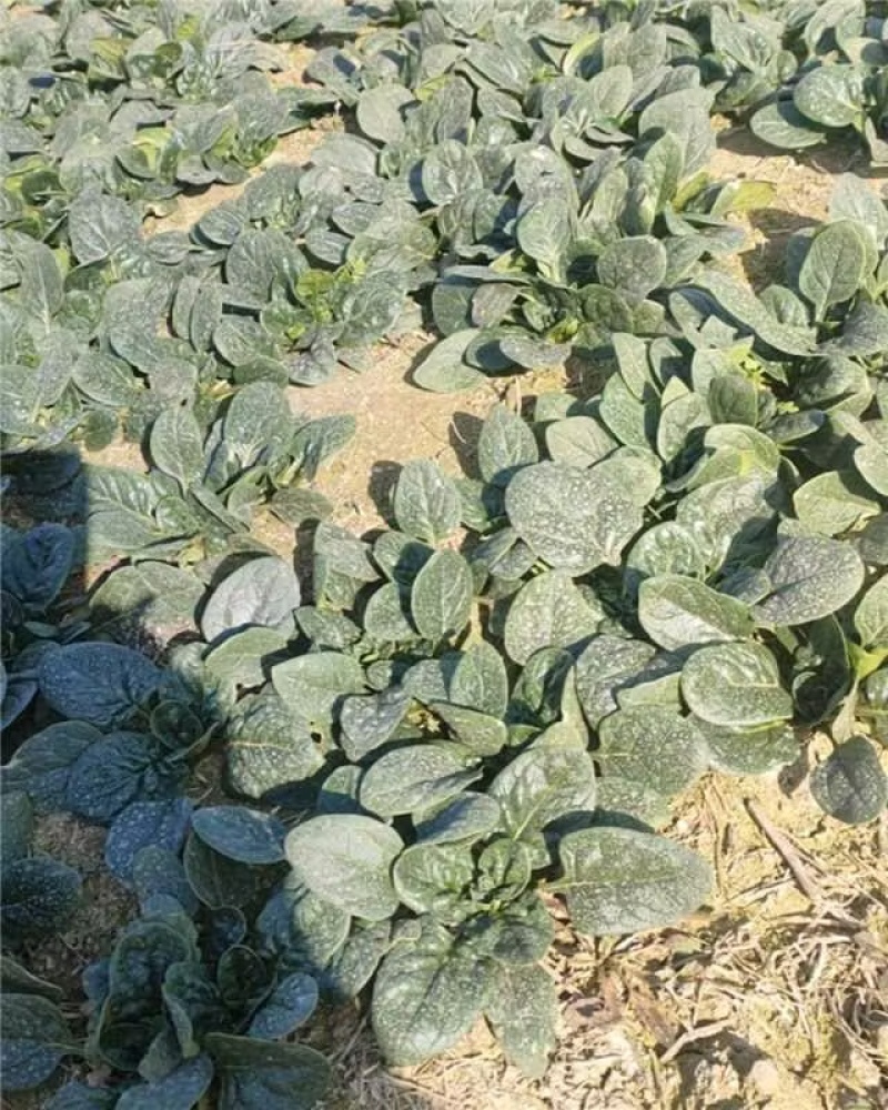 河南商丘趴地菠菜产地大量货源欢迎随时联系看货