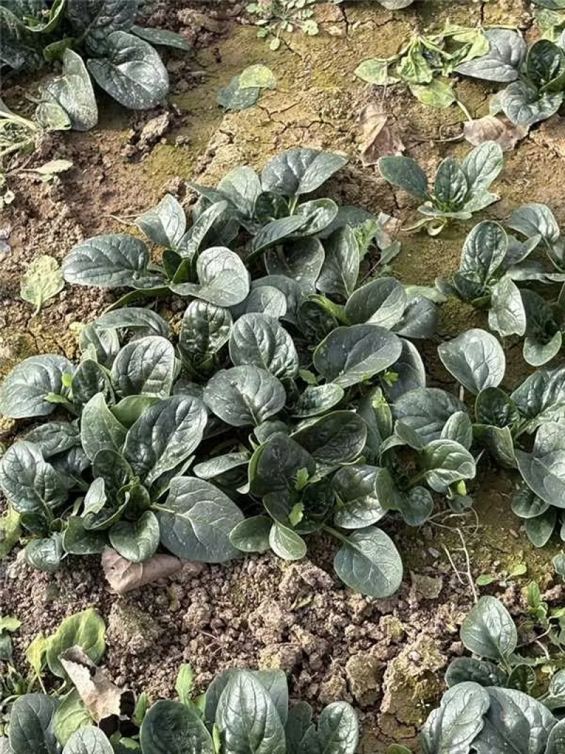河南商丘趴地菠菜产地大量货源欢迎随时联系看货
