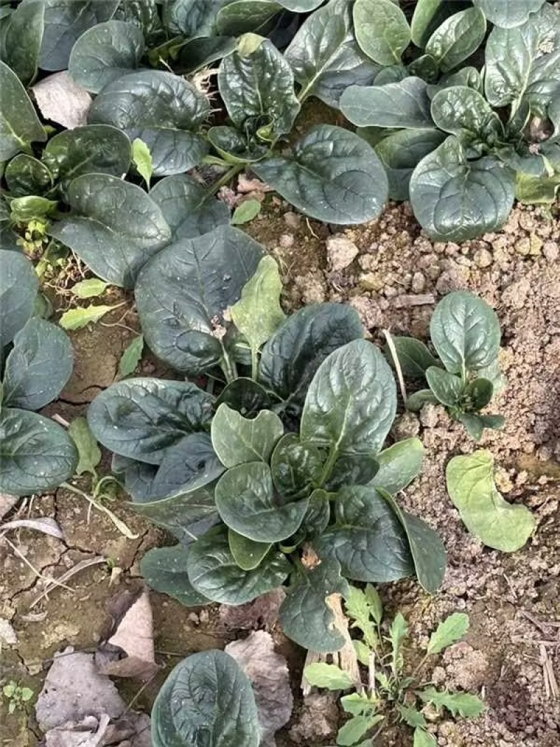 河南商丘趴地菠菜产地大量货源欢迎随时联系看货