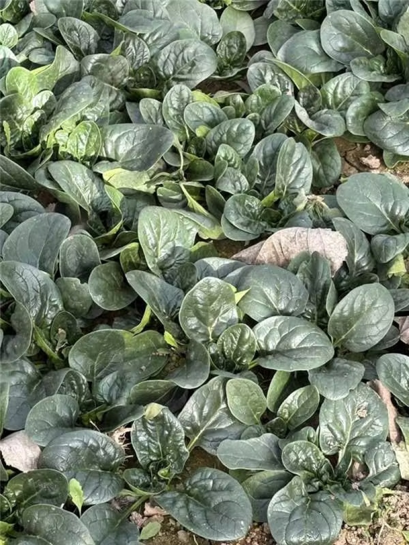 河南商丘趴地菠菜产地大量货源欢迎随时联系看货