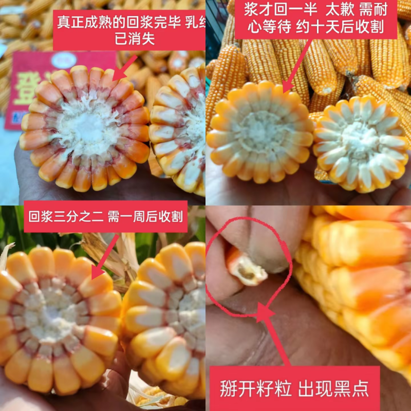 登海605玉米种子升级版国审红轴大棒子4200粒/袋