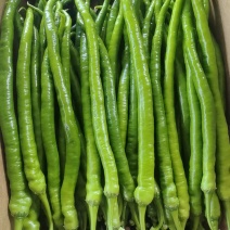 二荆条线椒8号椒