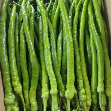 二荆条线椒8号椒