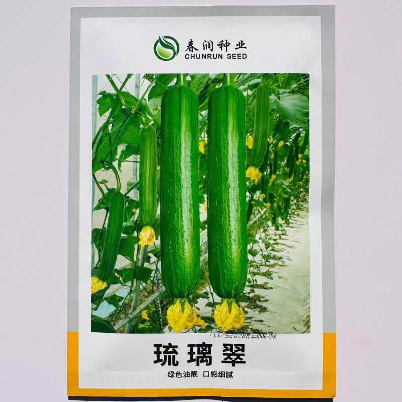 楚玉香5号香丝瓜种子油亮皮早熟耐低温短棒丝瓜种籽春秋季