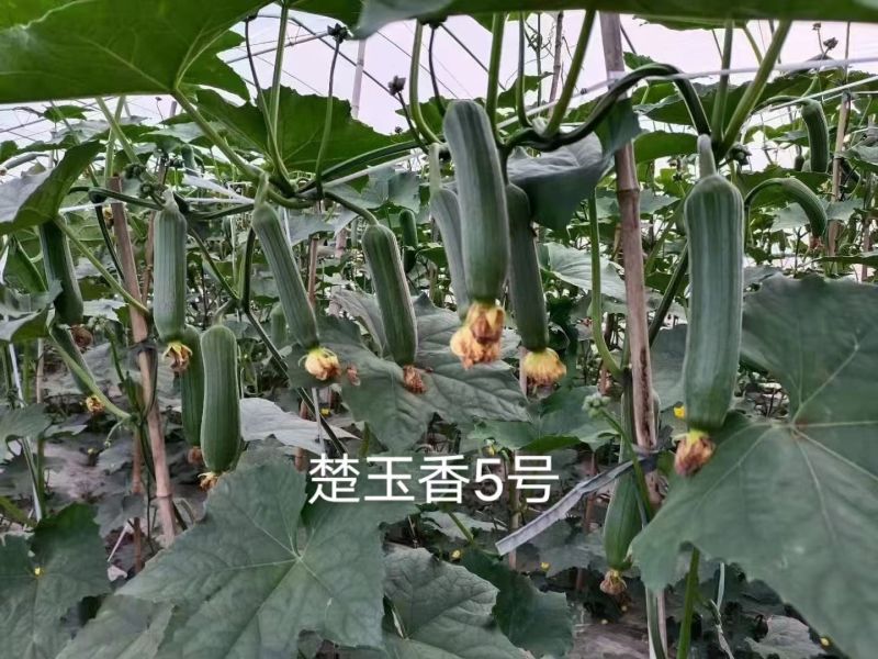 楚玉香5号香丝瓜种子油亮皮早熟耐低温短棒丝瓜种籽春秋季