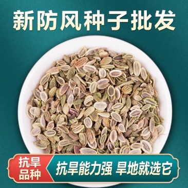 防风种子批发零售野生关防风籽发芽率高颗粒饱满技术指导